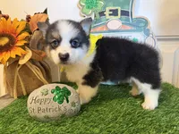 Logan, a male Pembroke Welsh Corgi and Miniature Australian Shepherd for sale in Lawton, OK – Photo 5 of 5