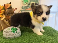 Logan, a male Pembroke Welsh Corgi and Miniature Australian Shepherd for sale in Lawton, OK – Photo 2 of 5