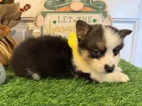 Logan, a male Pembroke Welsh Corgi and Miniature Australian Shepherd for sale in Lawton, OK – Photo 4 of 5