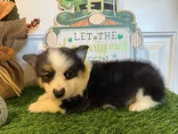 Logan, a male Pembroke Welsh Corgi and Miniature Australian Shepherd for sale in Lawton, OK – Photo 3 of 5