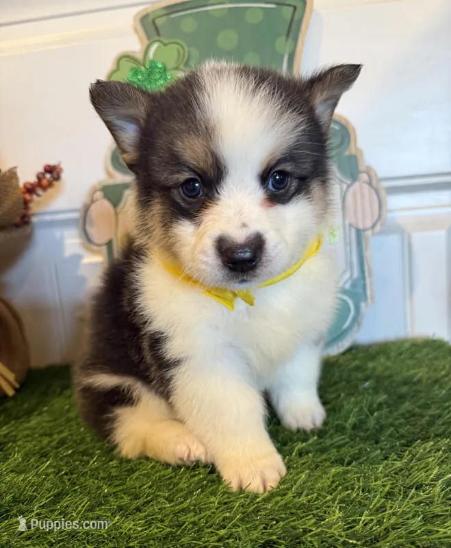 Logan, a male Pembroke Welsh Corgi and Miniature Australian Shepherd for sale in Lawton, OK – Photo 1 of 5