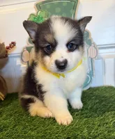 Logan, a male Pembroke Welsh Corgi and Miniature Australian Shepherd for sale in Lawton, OK – Photo 1 of 5