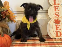 ACA Hailey, a female Cairn Terrier for sale in Lawton, OK – 3 of 8