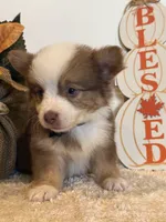 Gabbie, a female Pembroke Welsh Corgi and Miniature Australian Shepherd for sale in Lawton, OK – 2 of 6