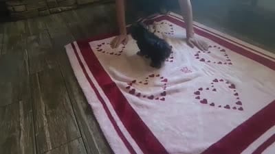 Jezzy, a female Morkie for sale in Lawton, OK – 5 of 5