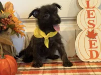 ACA Hailey, a female Cairn Terrier for sale in Lawton, OK – 7 of 8