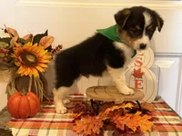 Jase, a male Pembroke Welsh Corgi and Miniature Australian Shepherd for sale in Lawton, OK – 5 of 5