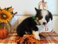 Johnnie, a male Pembroke Welsh Corgi and Miniature Australian Shepherd for sale in Lawton, OK – 5 of 6
