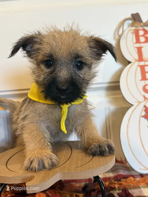 ACA Holley, a female Cairn Terrier for sale in Lawton, OK – 1 of 6