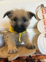 ACA Holley, a female Cairn Terrier for sale in Lawton, OK – 1 of 6