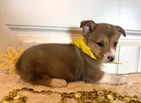 Sam, a male Pembroke Welsh Corgi for sale in Lawton, OK – 2 of 8