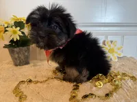 Mindy, a female Morkie for sale in Lawton, OK – 7 of 7