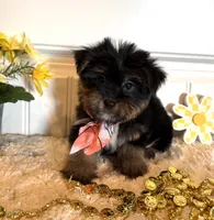 Misty, a female Morkie for sale in Lawton, OK – 2 of 7