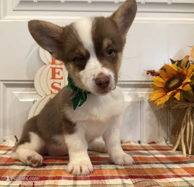 GiGI – Pembroke Welsh Corgi, Miniature Australian Shepherd puppy for sale in Lawton, OK