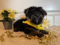 Markie, a male Morkie for sale in Lawton, OK – 9 of 9