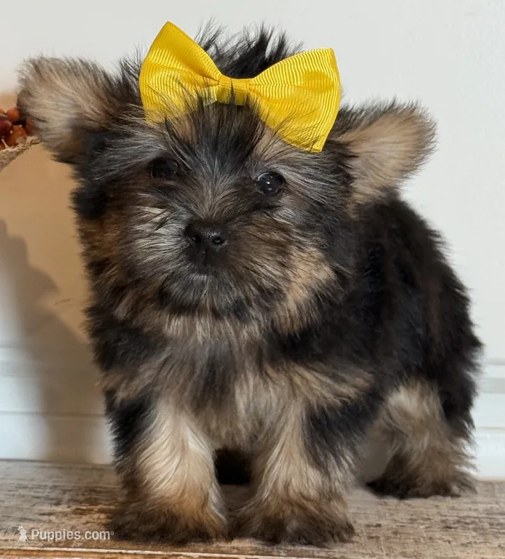 Jazzi – Morkie puppy for sale in Lawton, OK