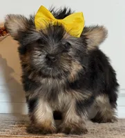 Jazzi, a female Morkie for sale in Lawton, OK – 1 of 7