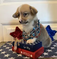 Rachel, a female Pembroke Welsh Corgi and Miniature Australian Shepherd for sale in Lawton, OK – 7 of 7
