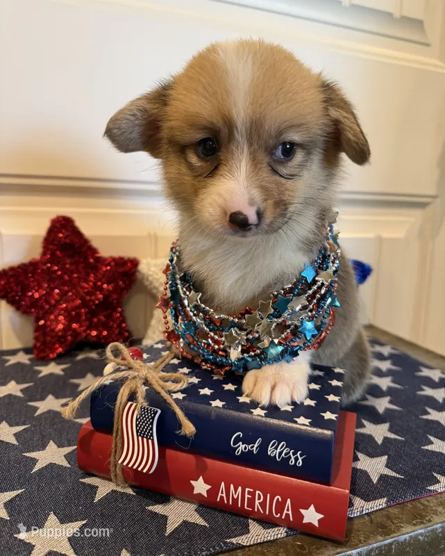 Rachel – Pembroke Welsh Corgi, Miniature Australian Shepherd puppy for sale in Lawton, OK