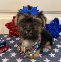 Alex, a male Morkie for sale in Lawton, OK – 3 of 7
