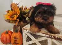 Jezzy, a female Morkie for sale in Lawton, OK – 3 of 5