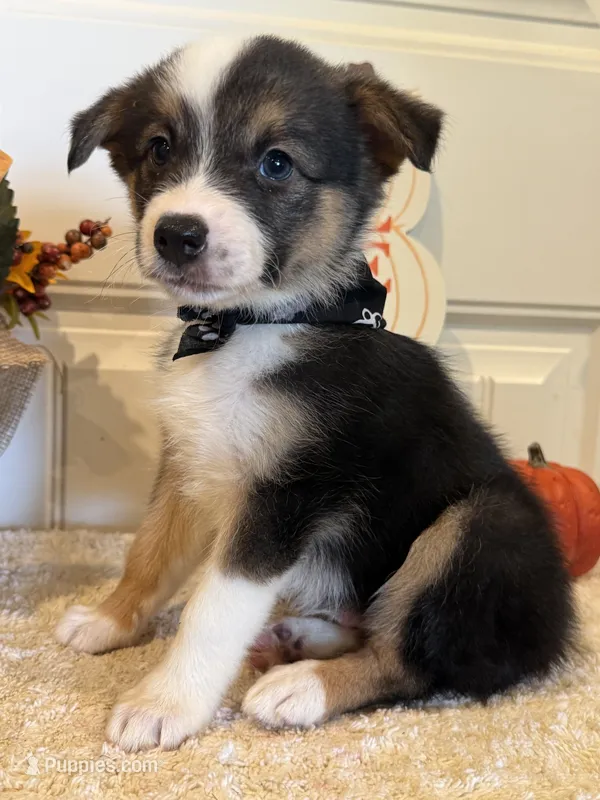 Grayson – Pembroke Welsh Corgi, Miniature Australian Shepherd puppy for sale in Lawton, OK
