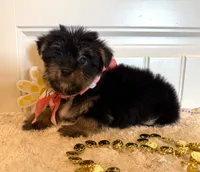 Misty, a female Morkie for sale in Lawton, OK – 6 of 7