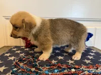 Rachel, a female Pembroke Welsh Corgi and Miniature Australian Shepherd for sale in Lawton, OK – 6 of 7