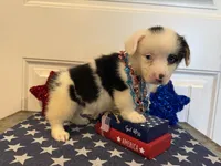 Romi, a female Pembroke Welsh Corgi and Miniature Australian Shepherd for sale in Lawton, OK – 7 of 7