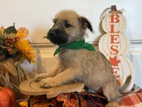 ACA Hutson, a male Cairn Terrier for sale in Lawton, OK – 4 of 5