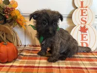ACA Hunter, a male Cairn Terrier for sale in Lawton, OK – 3 of 6
