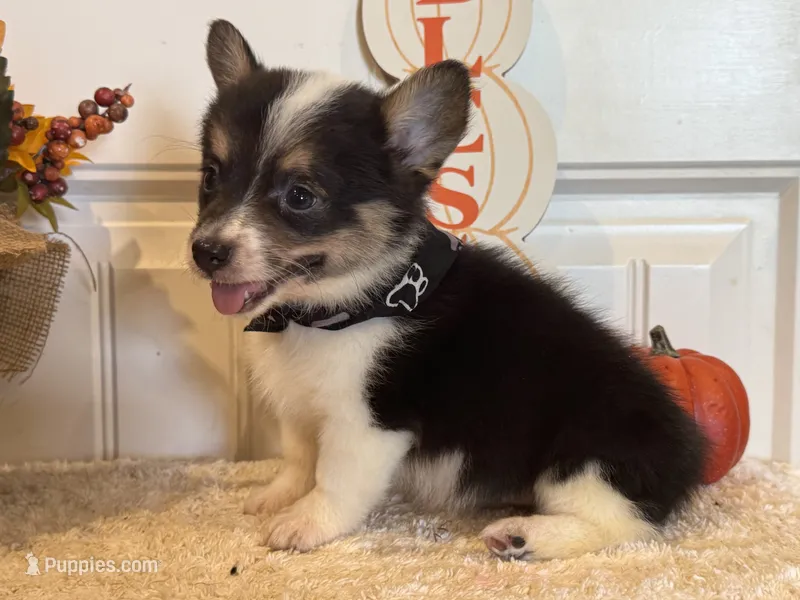 Grace – Pembroke Welsh Corgi, Miniature Australian Shepherd puppy for sale in Lawton, OK
