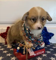 Rachel, a female Pembroke Welsh Corgi and Miniature Australian Shepherd for sale in Lawton, OK – 2 of 7