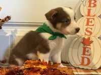 Jessie, a male Pembroke Welsh Corgi and Miniature Australian Shepherd for sale in Lawton, OK – 3 of 6