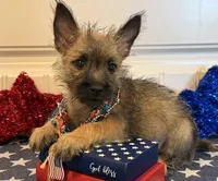 ACA Davie, a male Cairn Terrier for sale in Lawton, OK – 3 of 6
