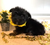 Myles, a male Morkie for sale in Lawton, OK – 6 of 6
