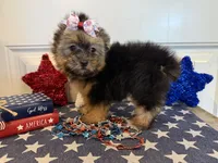 Abigail, a female Morkie for sale in Lawton, OK – 7 of 7