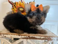 Jaxon, a male Morkie for sale in Lawton, OK – 5 of 7