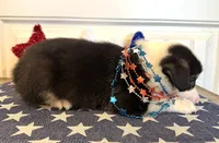 Rocky, a male Pembroke Welsh Corgi and Miniature Australian Shepherd for sale in Lawton, OK – 8 of 8