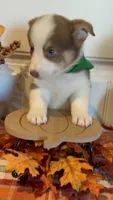 Jessie, a male Pembroke Welsh Corgi and Miniature Australian Shepherd for sale in Lawton, OK – 2 of 6