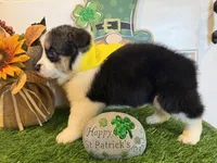 Luna, a female Pembroke Welsh Corgi and Miniature Australian Shepherd for sale in Lawton, OK – Photo 7 of 7