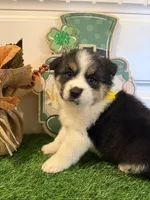 Luna, a female Pembroke Welsh Corgi and Miniature Australian Shepherd for sale in Lawton, OK – Photo 5 of 7