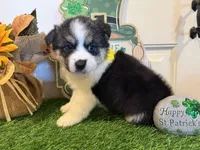 Luna, a female Pembroke Welsh Corgi and Miniature Australian Shepherd for sale in Lawton, OK – Photo 6 of 7