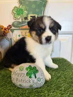 Luna, a female Pembroke Welsh Corgi and Miniature Australian Shepherd for sale in Lawton, OK – Photo 4 of 7