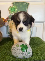 Luna, a female Pembroke Welsh Corgi and Miniature Australian Shepherd for sale in Lawton, OK – Photo 3 of 7