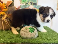 Luna, a female Pembroke Welsh Corgi and Miniature Australian Shepherd for sale in Lawton, OK – Photo 2 of 7