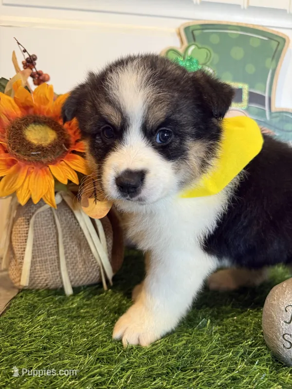 Luna, a female Pembroke Welsh Corgi and Miniature Australian Shepherd for sale in Lawton, OK – Photo 1 of 7