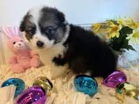 Shelli, a female Pembroke Welsh Corgi and Miniature Australian Shepherd for sale in Lawton, OK – Photo 4 of 6