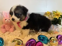 Shelli, a female Pembroke Welsh Corgi and Miniature Australian Shepherd for sale in Lawton, OK – Photo 5 of 6