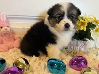 Shelli, a female Pembroke Welsh Corgi and Miniature Australian Shepherd for sale in Lawton, OK – Photo 6 of 6
